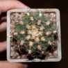 Gymnocalycium joossensianum