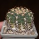 Gymnocalycium joossensianum