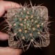 Gymnocalycium joossensianum