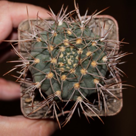 Gymnocalycium joossensianum