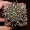 Gymnocalycium joossensianum 1450