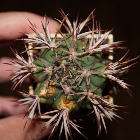 Gymnocalycium ferocior