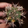 Gymnocalycium ferocior