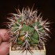 Gymnocalycium ferocior