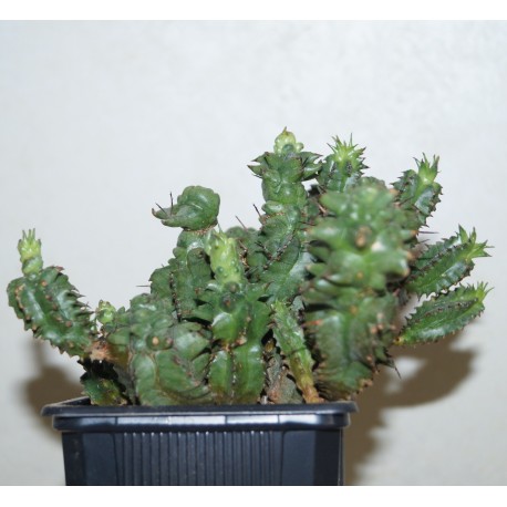 Euphorbia polygona monstrosa