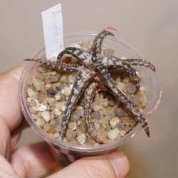 Aloe Spider