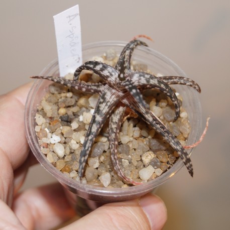 Aloe Spider