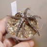 Алоэ сортовое Spider