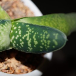 Gasteria pendulifolia Lemon