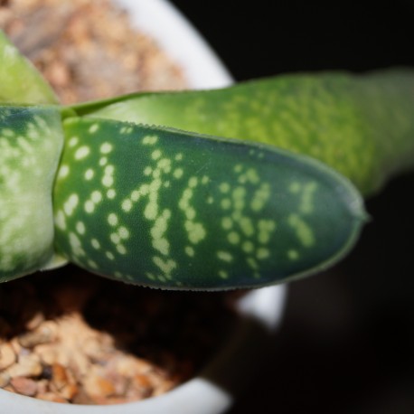 Gasteria pendulifolia Lemon