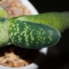 Gasteria pendulifolia Lemon