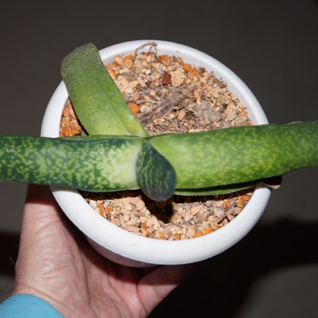 Gasteria pendulifolia Lemon