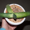 Gasteria pendulifolia Lemon