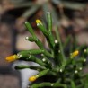Hatiora salicornioides