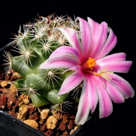 Mammillaria boolii