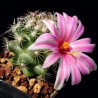Mammillaria boolii
