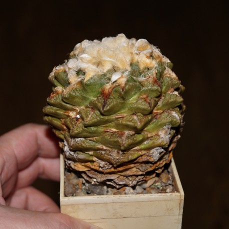 Ariocarpus fissuratus