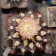 Neochilenia hausodensis
