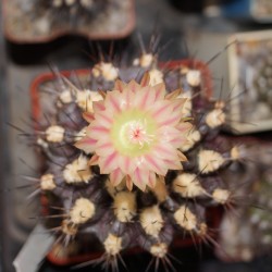 Neochilenia hausodensis