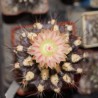 Neochilenia hausodensis - БОЛЕЕ 45 ЛЕТ, эксклюзив