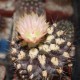 Neochilenia hausodensis