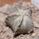 Astrophytum coahuilense