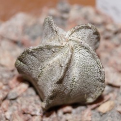 Astrophytum coahuilense