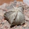 Astrophytum coahuilense