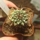 Turbinicarpus swobodae