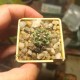 Turbinicarpus swobodae