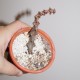 Ceropegia bosseri