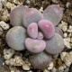 Pachyphytum oviferum Pink