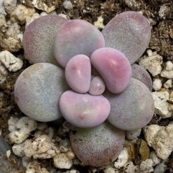 Pachyphytum oviferum Pink