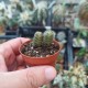 Crassula barklyi