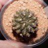 Neochilenia rupicola