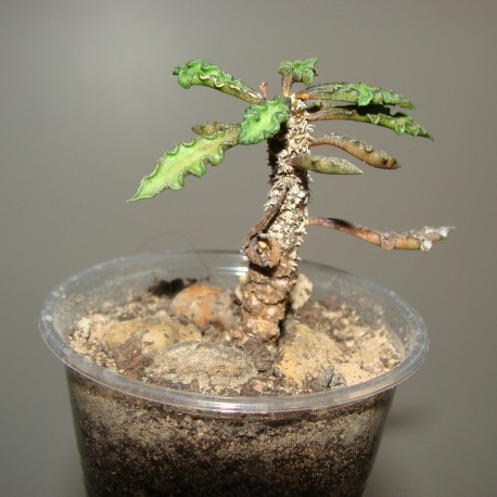 Euphorbia decaryi var.decaryi