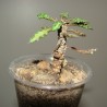 Euphorbia decaryi var.decaryi