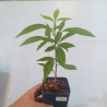Adansonia grandidieri - Баобаб