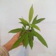 Adansonia grandidieri - Баобаб