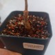 Adansonia grandidieri - Баобаб