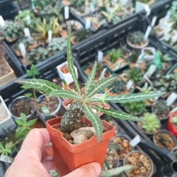 Дорстения Dorstenia lancifolia SELECTED