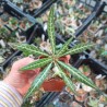 Dorstenia lancifolia SELECTED