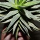 Haworthia pumila Gold variegata ex Italy