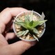 Haworthia pumila Gold variegata ex Italy
