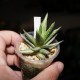 Haworthia pumila Gold variegata ex Italy