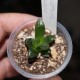 Haworthia obtusa Suisho