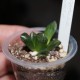 Haworthia obtusa Suisho