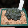 Haworthia obtusa Suisho
