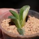 Haworthia pygmaea variegata Tiger Pyg