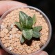 Haworthia pygmaea variegata Tiger Pyg